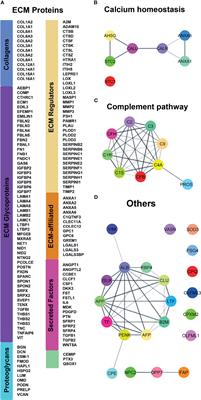 Pathogenesis of Enamel-Renal Syndrome Associated Gingival Fibromatosis: A Proteomic Approach